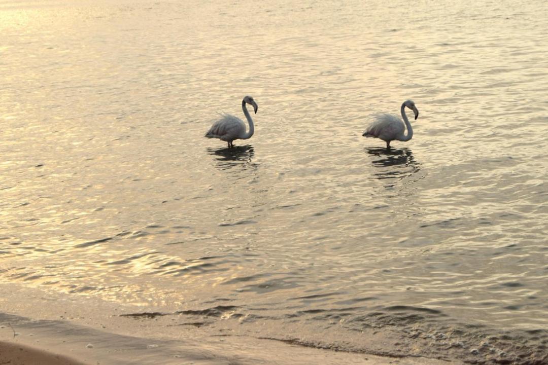 Blue Whale Hotels Walvis Bay Esterno foto